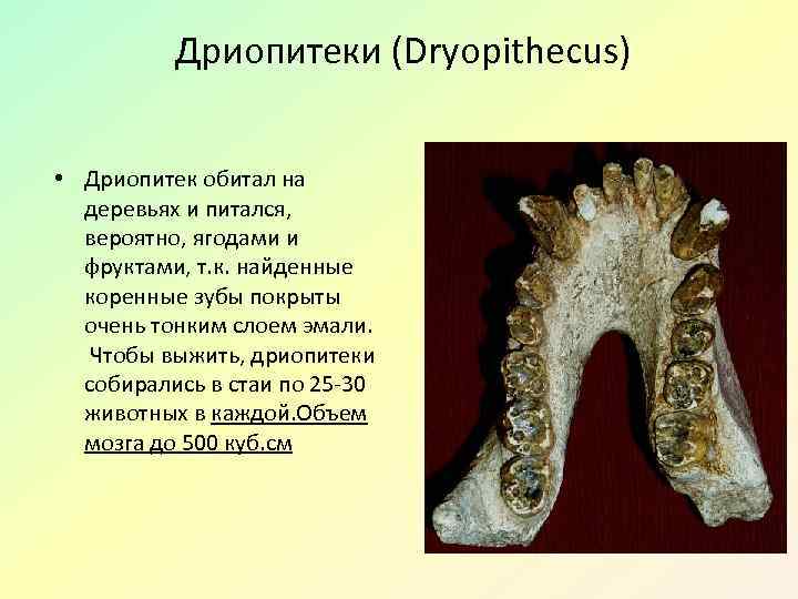 Дриопитеки (Dryopithecus) • Дриопитек обитал на деревьях и питался, вероятно, ягодами и фруктами, т.