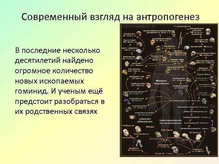 Современный взгляд на антропогенез В последние несколько десятилетий найдено огромное количество новых ископаемых гоминид.
