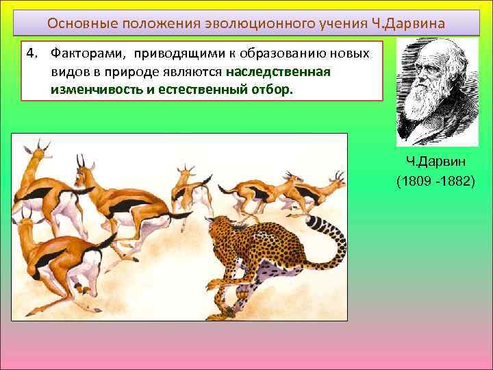 Основные положения эволюционного учения Ч. Дарвина 4. Факторами, приводящими к образованию новых видов в