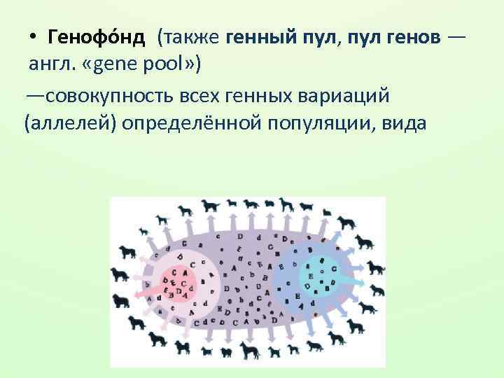 • Генофо нд (также генный пул, пул генов — англ. «gene pool» )