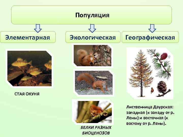  Популяция Элементарная Экологическая Географическая СТАЯ ОКУНЯ БЕЛКИ РАЗНЫХ БИОЦЕНОЗОВ Лиственница Даурская: западная (к