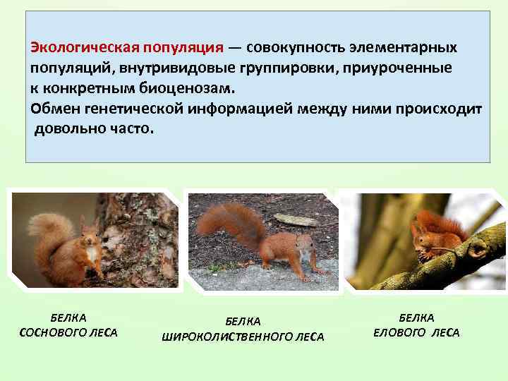 Экологическая популяция — совокупность элементарных популяций, внутривидовые группировки, приуроченные к конкретным биоценозам. Обмен генетической