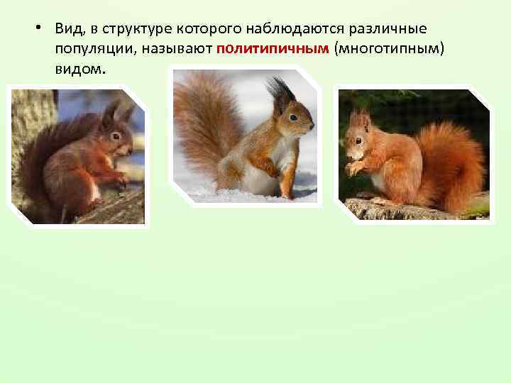  • Вид, в структуре которого наблюдаются различные популяции, называют политипичным (многотипным) видом. 