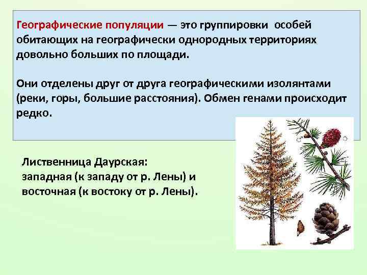 Географические популяции — это группировки особей обитающих на географически однородных территориях довольно больших по