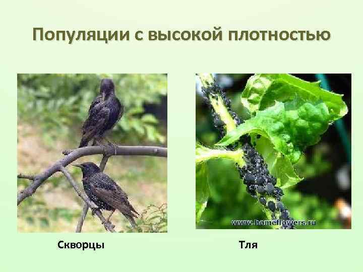 Популяции с высокой плотностью Скворцы Тля 