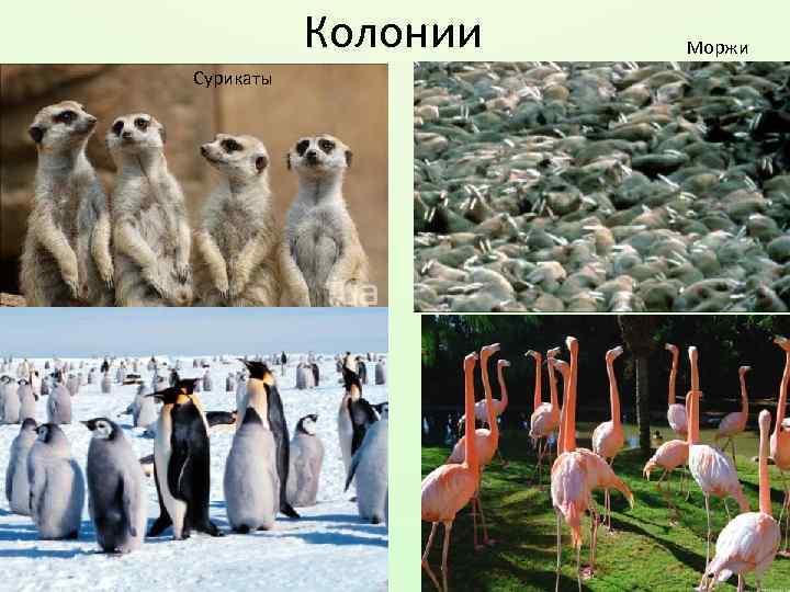 Колонии Сурикаты Моржи 