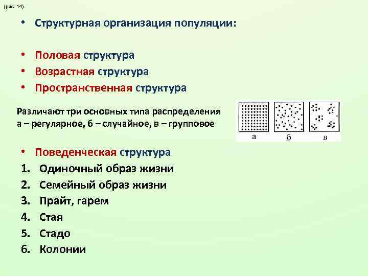 (рис. 14). • Структурная организация популяции: • Половая структура • Возрастная структура • Пространственная