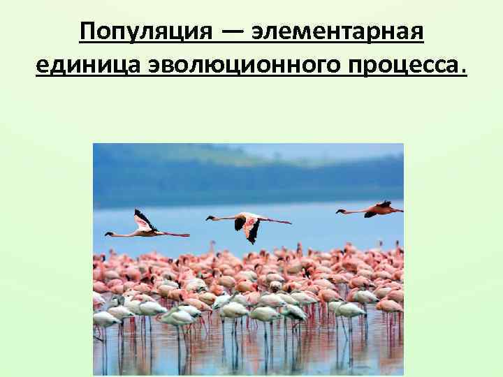 Популяция — элементарная единица эволюционного процесса. 