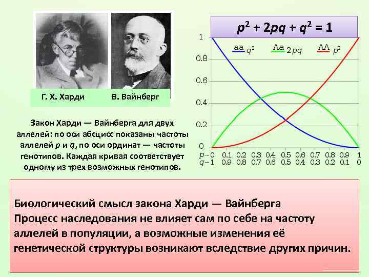  p 2 + 2 pq + q 2 = 1 Г. Х. Харди