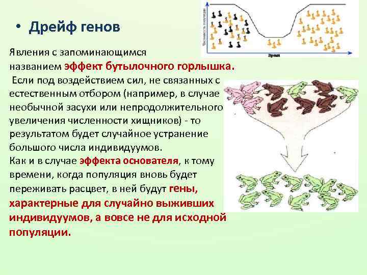  • Дрейф генов Явления с запоминающимся названием эффект бутылочного горлышка. Если под воздействием