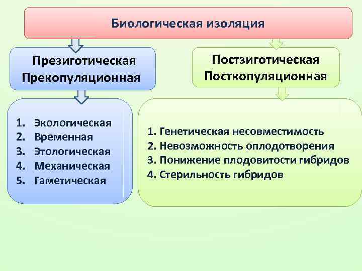 Биологическая изоляция Презиготическая Прекопуляционная 1. 2. 3. 4. 5. Экологическая Временная Этологическая Механическая Гаметическая