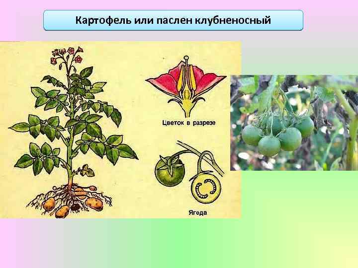 Картофель или паслен клубненосный 