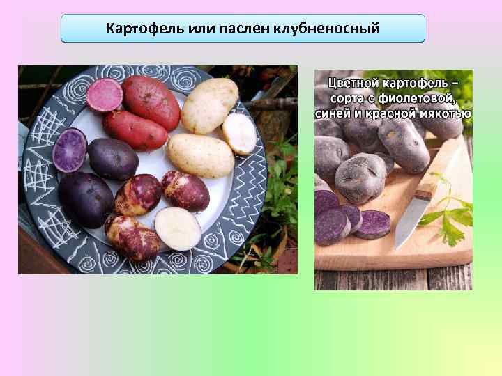 Картофель или паслен клубненосный 