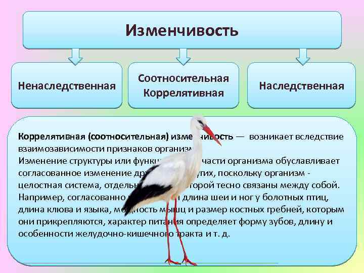 Наследственная изменчивость возникает