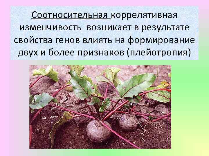 Соотносительная коррелятивная изменчивость возникает в результате свойства генов влиять на формирование двух и более
