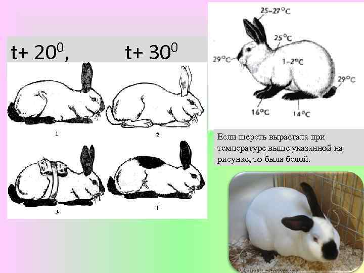 0, t+ 300 t+ 20 Если шерсть вырастала при температуре выше указанной на рисунке,