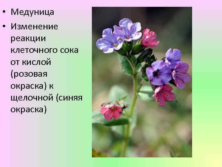  • Медуница • Изменение реакции клеточного сока от кислой (розовая окраска) к щелочной