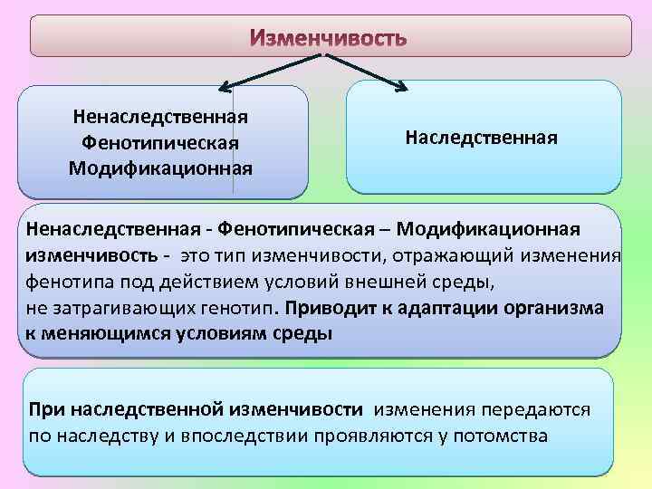 Ненаследственная Фенотипическая Модификационная Наследственная Ненаследственная - Фенотипическая – Модификационная изменчивость - это тип изменчивости,