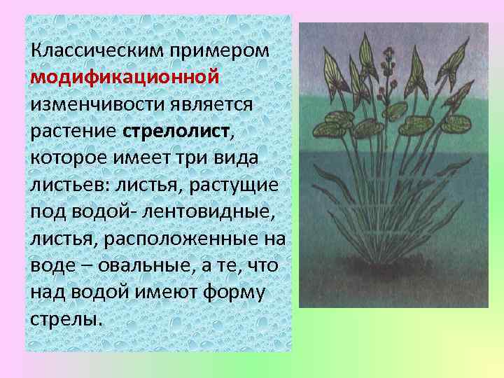 Классическим примером модификационной изменчивости является растение стрелолист, которое имеет три вида листьев: листья, растущие