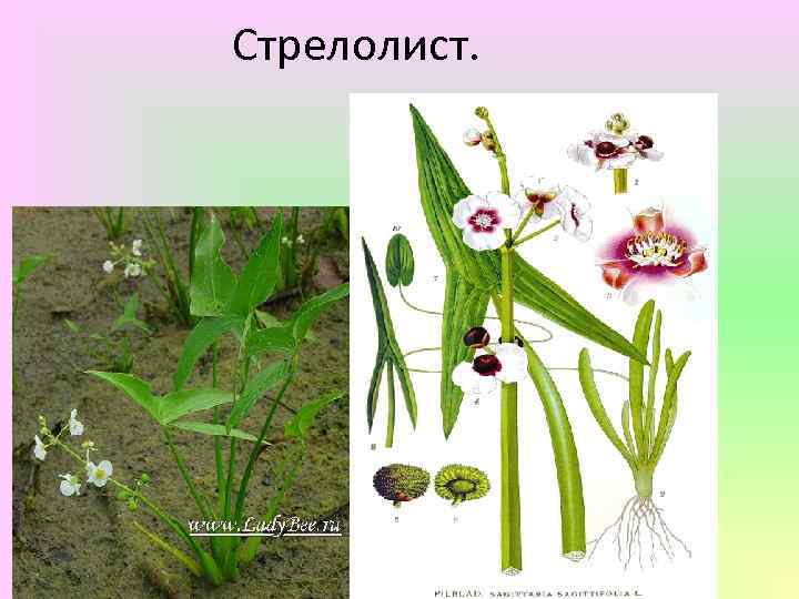Стрелолист. 