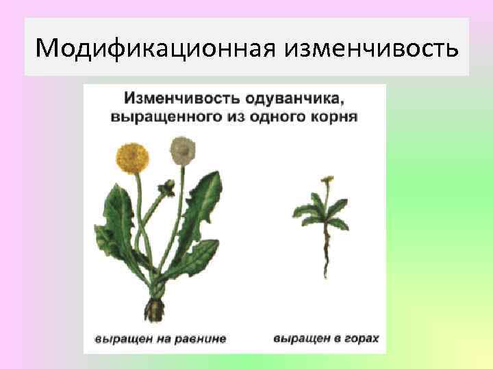 Модификационная изменчивость 