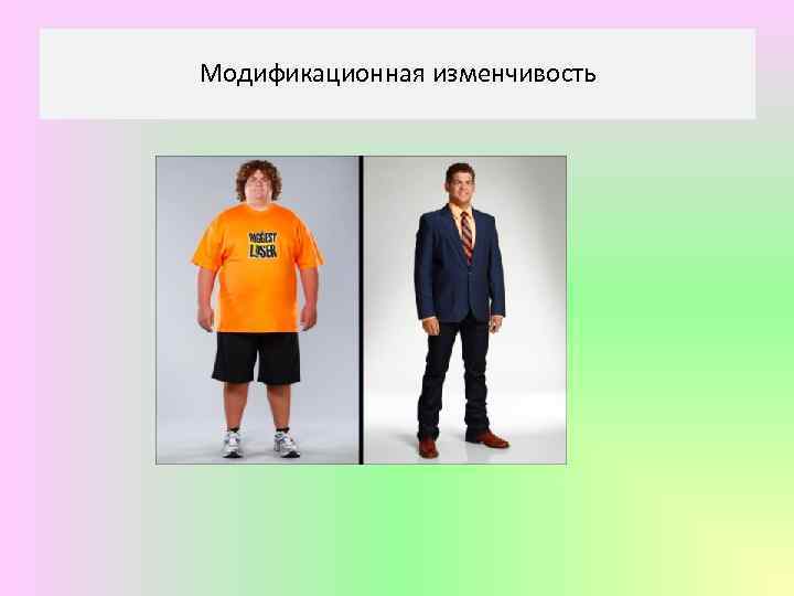 Модификационная изменчивость Модификационная 