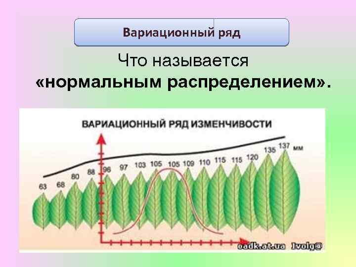 Закономерности изменчивости презентация