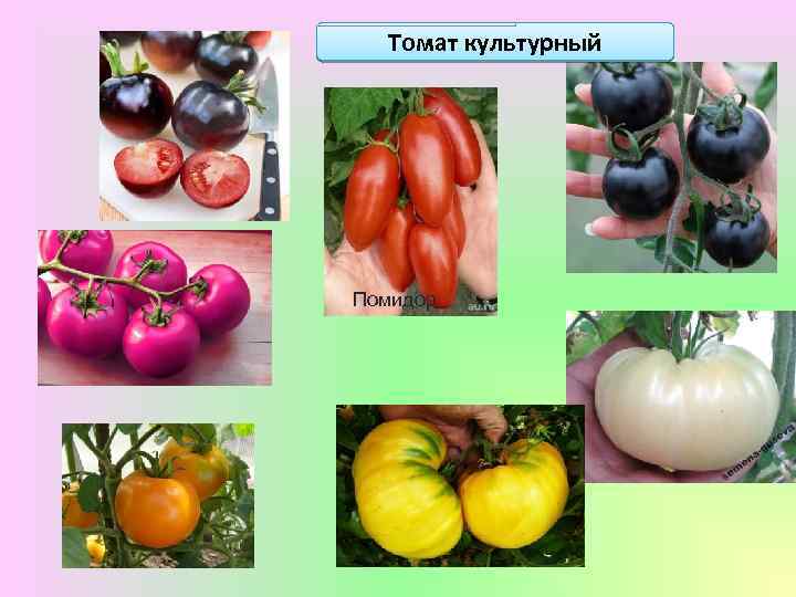 Томат культурный Помидор 