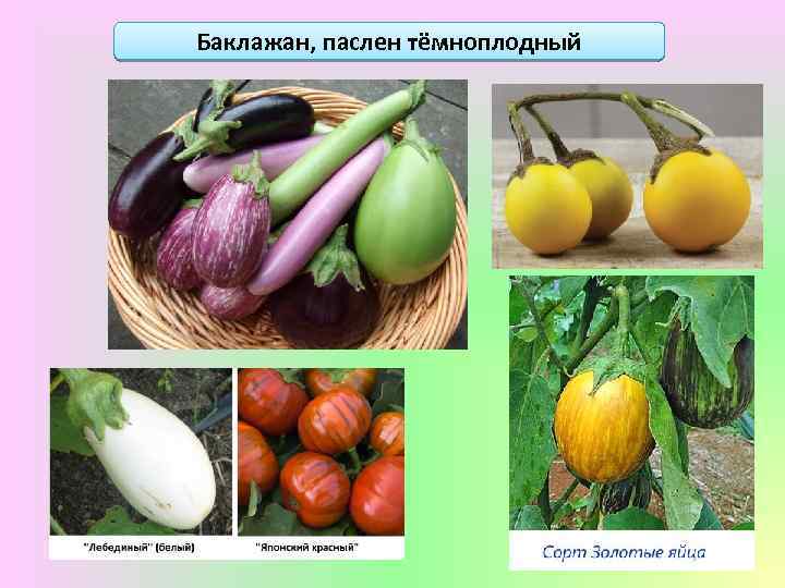 Баклажан, паслен тёмноплодный 