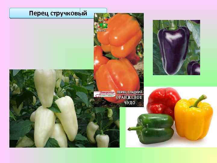 Перец стручковый 