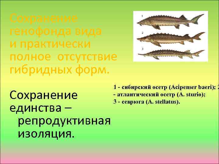 Сохранение генофонда вида и практически полное отсутствие гибридных форм. 1 - сибирский осетр (Acipenser