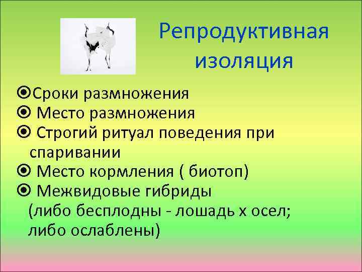 Репродуктивная изоляция Сроки размножения Место размножения Строгий ритуал поведения при спаривании Место кормления (