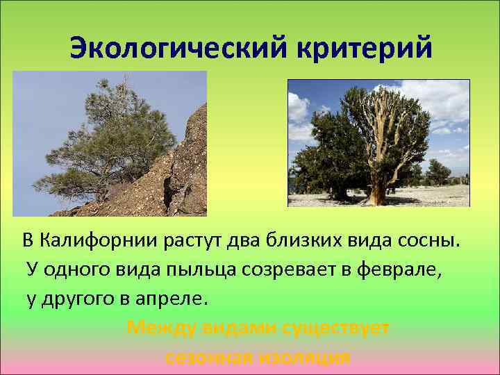 Экологический критерий В Калифорнии растут два близких вида сосны. У одного вида пыльца созревает