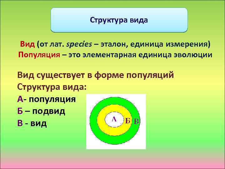 Структура вида Вид (от лат. species – эталон, единица измерения) Популяция – это элементарная