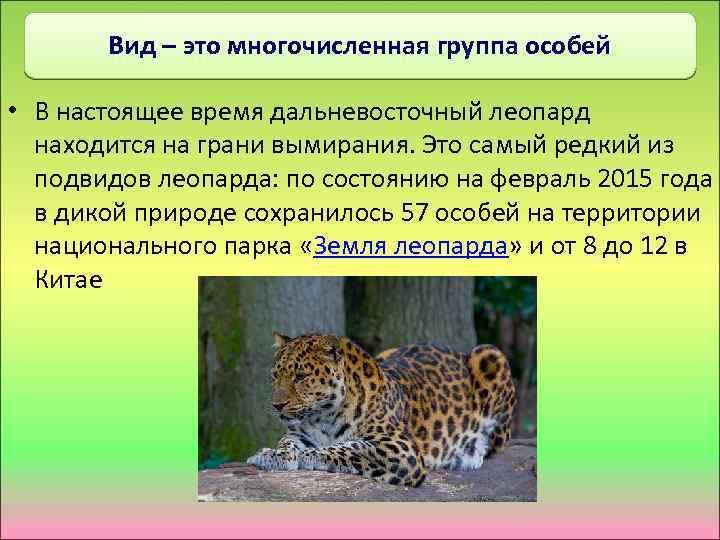 Вид – это многочисленная группа особей • В настоящее время дальневосточный леопард находится на