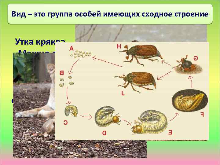 Вид – это группа особей имеющих сходное строение Утка кряква Можно ли эти особи