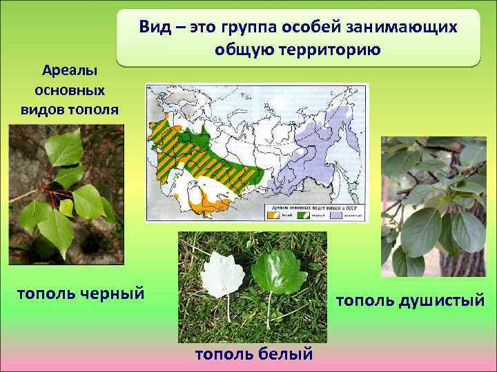 Ареалы основных видов тополя Вид – это группа особей занимающих общую территорию тополь черный