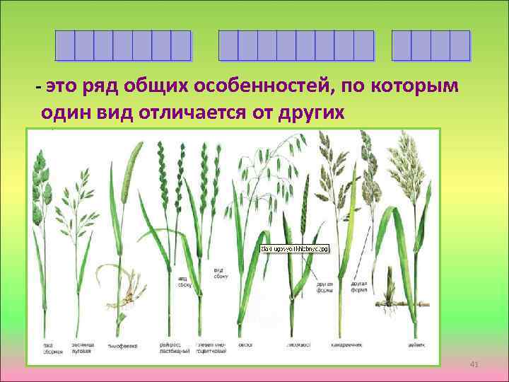  - это ряд общих особенностей, по которым один вид отличается от других 41