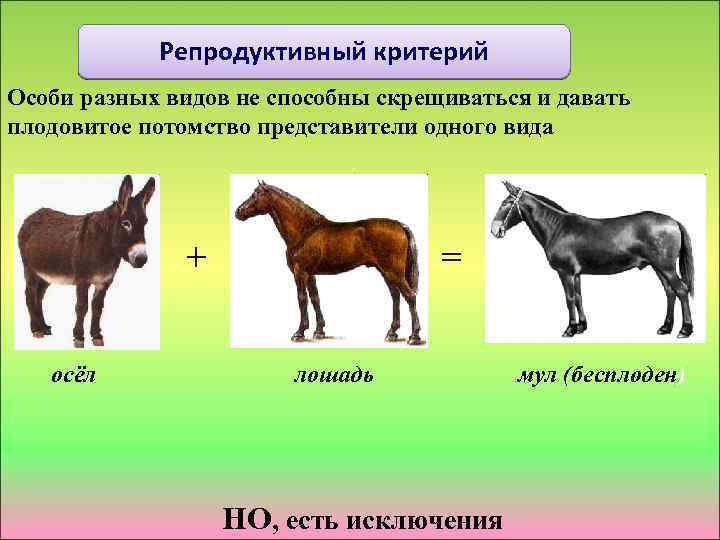 Репродуктивный критерий Особи разных видов не способны скрещиваться и давать плодовитое потомство представители одного