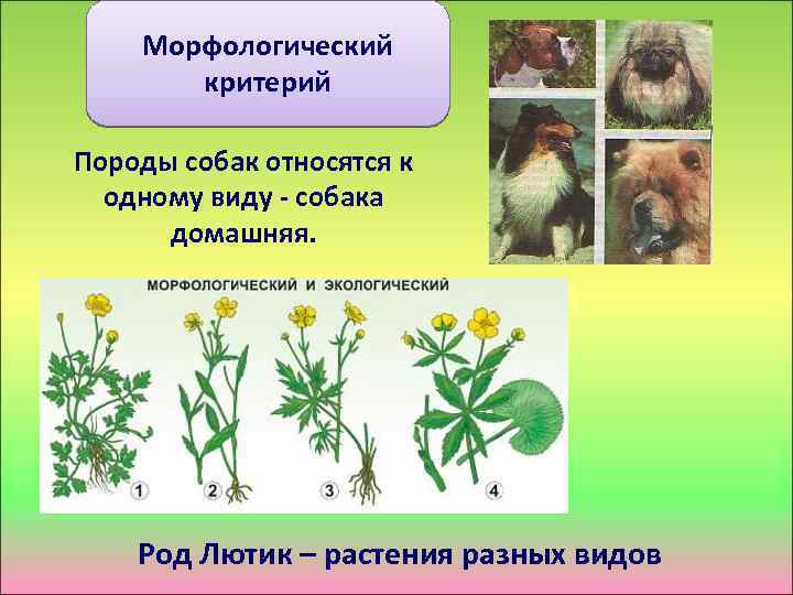 Морфологический критерий Породы собак относятся к одному виду - собака домашняя. Род Лютик –