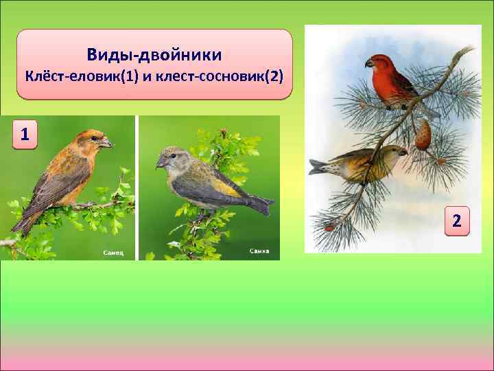 Виды-двойники Клёст-еловик(1) и клест-сосновик(2) 1 2 