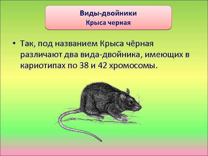 Виды-двойники Крыса черная • Так, под названием Крыса чёрная различают два вида-двойника, имеющих в