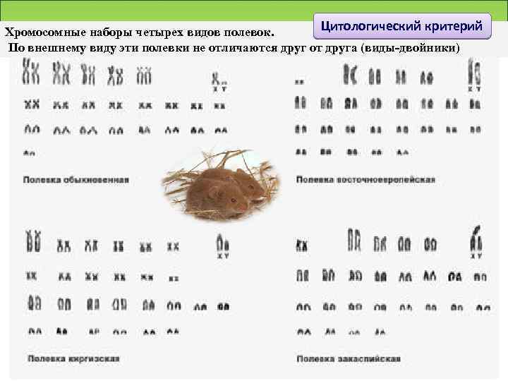 Цитологический критерий Хромосомные наборы четырех видов полевок. По внешнему виду эти полевки не отличаются