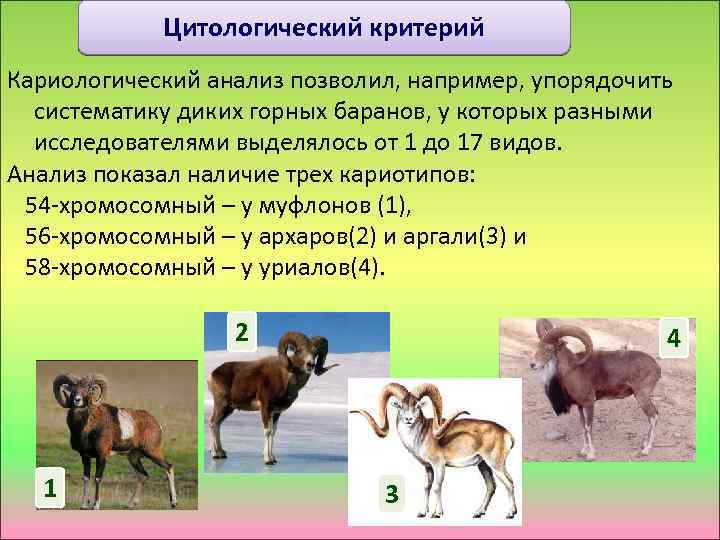 Цитологический критерий Кариологический анализ позволил, например, упорядочить систематику диких горных баранов, у которых разными