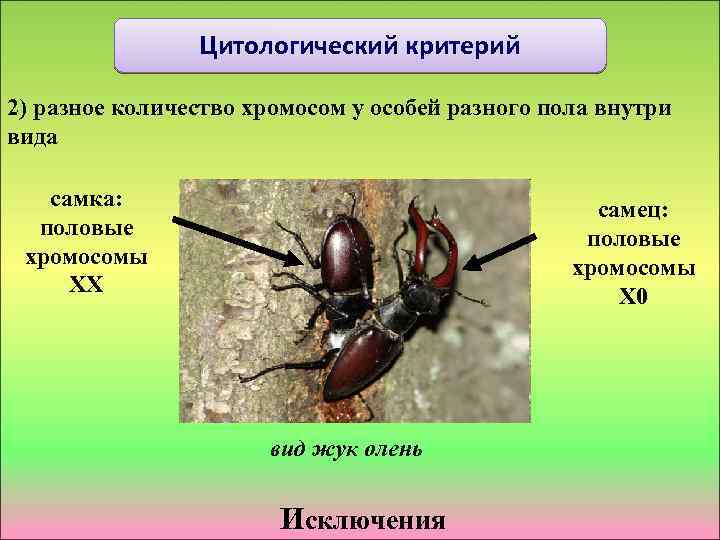 Цитологический критерий 2) разное количество хромосом у особей разного пола внутри вида самка: половые