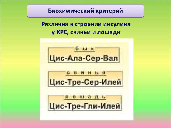 Биохимический критерий Различия в строении инсулина у КРС, свиньи и лошади 