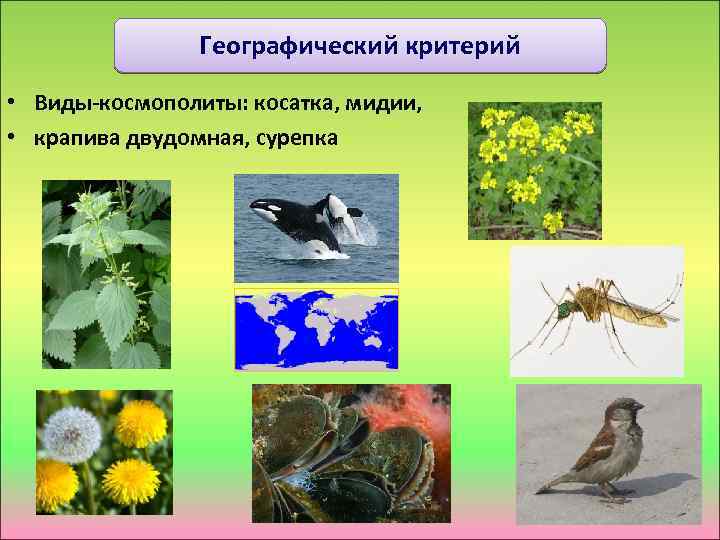 Географический критерий • Виды-космополиты: косатка, мидии, • крапива двудомная, сурепка 