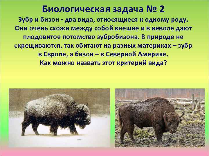 Биологическая задача № 2 Зубр и бизон - два вида, относящиеся к одному роду.