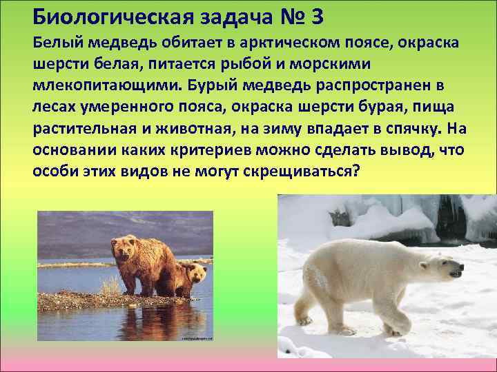 Биологическая задача № 3 Белый медведь обитает в арктическом поясе, окраска шерсти белая, питается