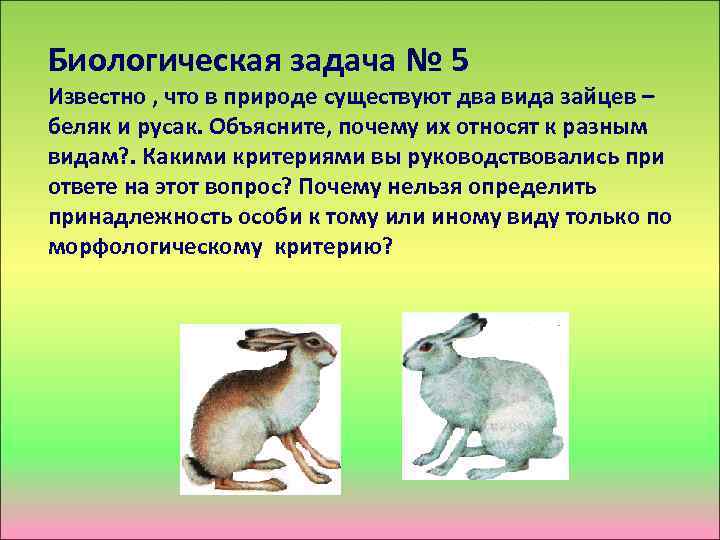 Биологическая задача № 5 Известно , что в природе существуют два вида зайцев –